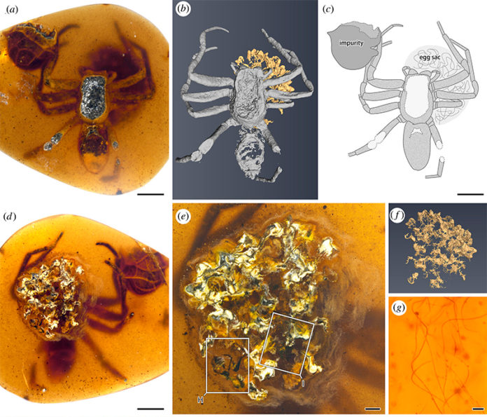 Fotografías y dibujos de una araña lagonomegopide (CNU-ARA-MA2016101) y saco de huevos en ámbar birmano CNU009432