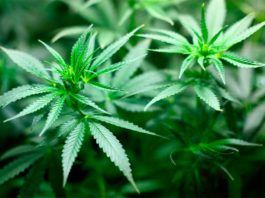 Estudio sobre el consumo de cannabis entre mujeres con menopausia Cannabis para tratar la menopausia