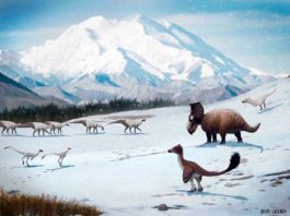 La caída del CO2 atmosférico provocó un enfriamiento dramático durante la era de los dinosaurios Los dinosaurios encontrados en la formación Prince Creek de Alaska probablemente permanecieron en la región cuando nevó durante el invierno
