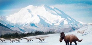 La caída del CO2 atmosférico provocó un enfriamiento dramático durante la era de los dinosaurios Los dinosaurios encontrados en la formación Prince Creek de Alaska probablemente permanecieron en la región cuando nevó durante el invierno