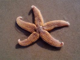 Descubren la hormona que induce a la estrella de mar a dejar de alimentarse Estrella de mar