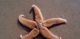 Descubren la hormona que induce a la estrella de mar a dejar de alimentarse Estrella de mar