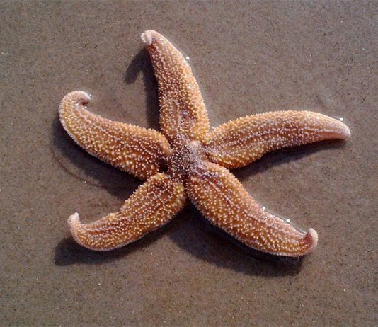 Descubren la hormona que induce a la estrella de mar a dejar de alimentarse Estrella de mar