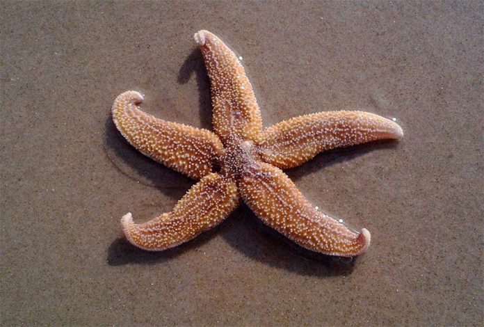 Estrella de mar