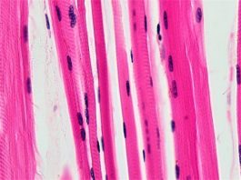 Un estudio identifica una importante proteína que aumenta la coordinación motora y el rendimiento muscular en ratones Fibras musculares. Un estudio identifica una importante proteína que aumenta la coordinación motora y el rendimiento muscular en ratones