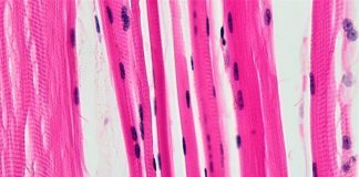 Un estudio identifica una importante proteína que aumenta la coordinación motora y el rendimiento muscular en ratones Fibras musculares. Un estudio identifica una importante proteína que aumenta la coordinación motora y el rendimiento muscular en ratones