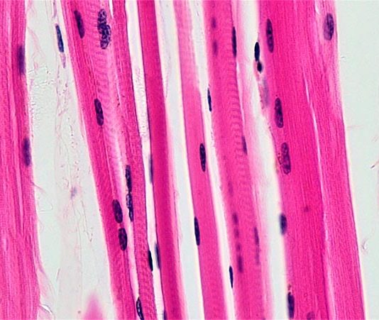Un estudio identifica una importante proteína que aumenta la coordinación motora y el rendimiento muscular en ratones Fibras musculares. Un estudio identifica una importante proteína que aumenta la coordinación motora y el rendimiento muscular en ratones