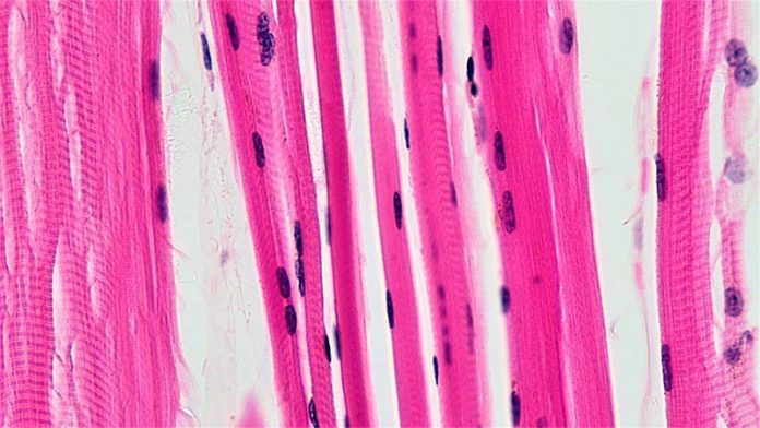 Fibras musculares. Un estudio identifica una importante proteína que aumenta la coordinación motora y el rendimiento muscular en ratones Fibras musculares. Un estudio identifica una importante proteína que aumenta la coordinación motora y el rendimiento muscular en ratones
