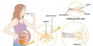 El mercurio llega a los océanos en gran parte por las emisiones gaseosas de la industria Exposición prenatal al mercurio y afectación neuronal