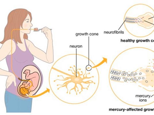 El mercurio llega a los océanos en gran parte por las emisiones gaseosas de la industria Exposición prenatal al mercurio y afectación neuronal