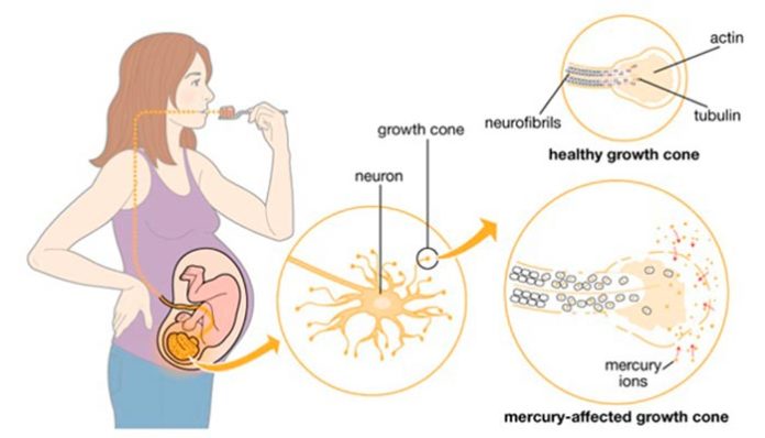 Exposición prenatal al mercurio y afectación neuronal