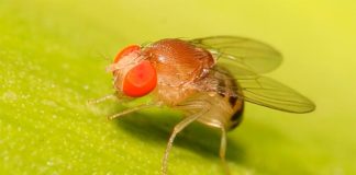 Las moscas de la fruta reaccionan a los olores mientras duermen Drosophila melanogaster, la mosca de la fruta
