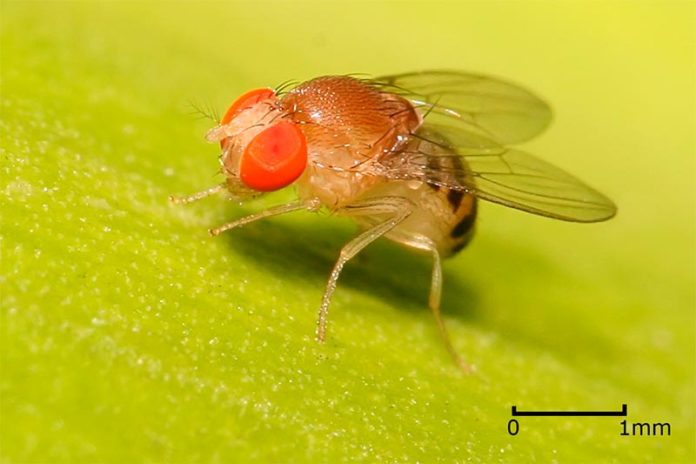 Drosophila melanogaster, la mosca de la fruta