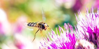 Las moscas de las flores se orientan con su reloj biológico y el Sol Moscas de las flores