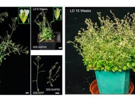 La molécula microbiana que convierte a las plantas en zombis Plantas zombis: El efector de fitoplasma SAP05 induce la escoba de bruja en Arabidopsis