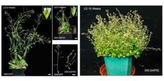 La molécula microbiana que convierte a las plantas en zombis Plantas zombis: El efector de fitoplasma SAP05 induce la escoba de bruja en Arabidopsis