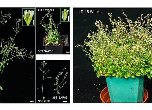 La molécula microbiana que convierte a las plantas en zombis Plantas zombis: El efector de fitoplasma SAP05 induce la escoba de bruja en Arabidopsis