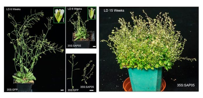 Plantas zombis: El efector de fitoplasma SAP05 induce la escoba de bruja en Arabidopsis