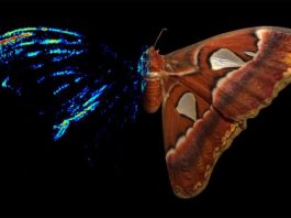 Las puntas de las alas de la polilla de seda son un antirradar contra los murciélagos La polilla Atlas (Attacus atlas), una polilla de seda, tiene un fuerte señuelo acústico anti-murciélago en la punta de sus alas delanteras