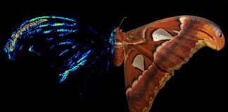 Las puntas de las alas de la polilla de seda son un antirradar contra los murciélagos La polilla Atlas (Attacus atlas), una polilla de seda, tiene un fuerte señuelo acústico anti-murciélago en la punta de sus alas delanteras