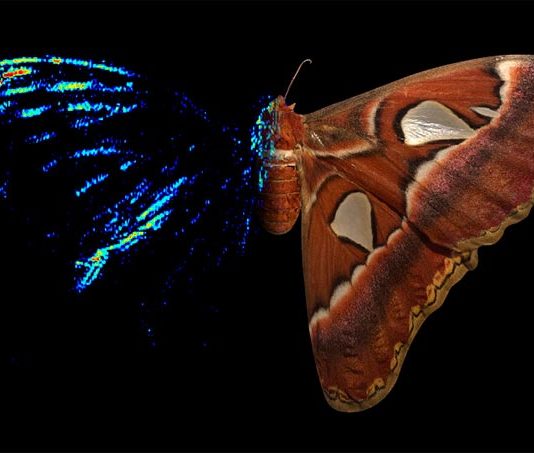 Las puntas de las alas de la polilla de seda son un antirradar contra los murciélagos La polilla Atlas (Attacus atlas), una polilla de seda, tiene un fuerte señuelo acústico anti-murciélago en la punta de sus alas delanteras