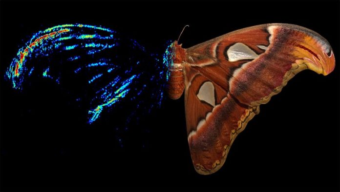 La polilla Atlas (Attacus atlas), una polilla de seda, tiene un fuerte señuelo acústico anti-murciélago en la punta de sus alas delanteras La polilla Atlas (Attacus atlas), una polilla de seda, tiene un fuerte señuelo acústico anti-murciélago en la punta de sus alas delanteras