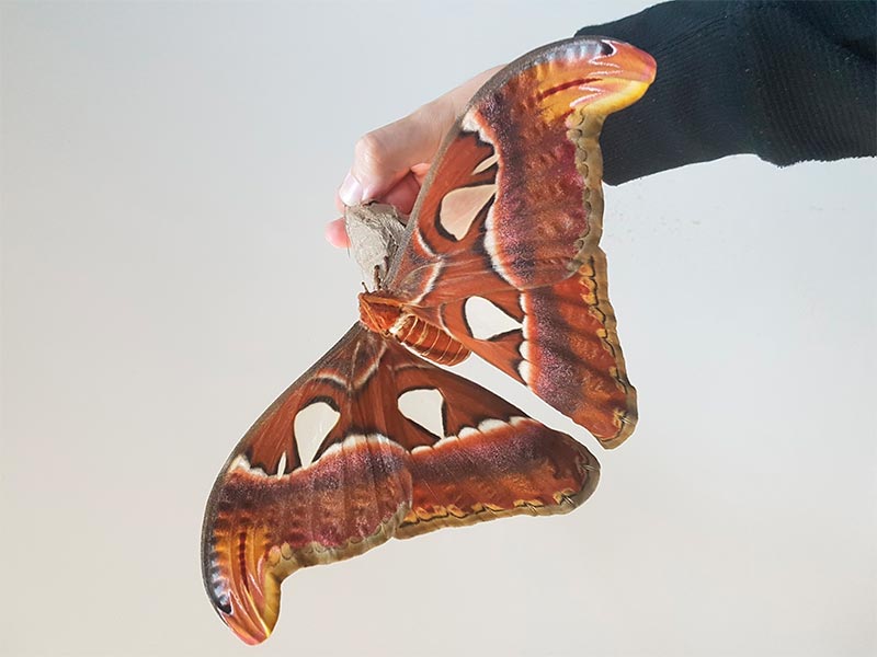 Fotografía de la polilla Atlas (Attacus atlas). Esta gran polilla de seda tiene el señuelo de punta de ala más fuerte que se conoce con ondas y pliegues