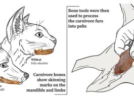 Un estudio sugiere el uso más temprano de herramientas de hueso para producir ropa en Marruecos hace 120.000 años Fabricación antigua de ropa: Los carnívoros fueron despellejados para obtener pieles y luego se usaron herramientas de hueso para preparar las pieles en pieles