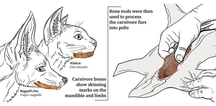 Fabricación antigua de ropa: Los carnívoros fueron despellejados para obtener pieles y luego se usaron herramientas de hueso para preparar las pieles en pieles Fabricación antigua de ropa: Los carnívoros fueron despellejados para obtener pieles y luego se usaron herramientas de hueso para preparar las pieles en pieles
