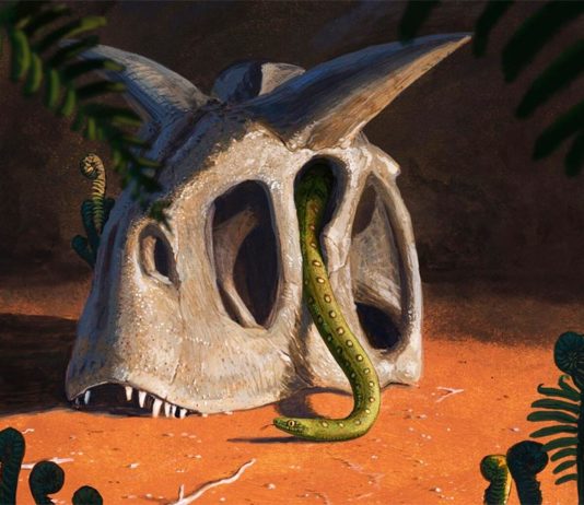 Las serpientes modernas evolucionaron a partir de las pocas supervivientes del asteroide que mató a los dinosaurios Todas las serpientes vivientes evolucionaron a partir de un puñado de especies que sobrevivieron al impacto de un asteroide gigante que acabó con los dinosaurios y la mayoría de los seres vivos al final del Cretácico