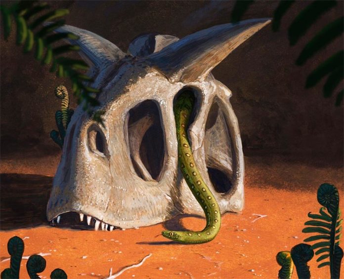 Todas las serpientes vivientes evolucionaron a partir de un puñado de especies que sobrevivieron al impacto de un asteroide gigante que acabó con los dinosaurios y la mayoría de los seres vivos al final del Cretácico Todas las serpientes vivientes evolucionaron a partir de un puñado de especies que sobrevivieron al impacto de un asteroide gigante que acabó con los dinosaurios y la mayoría de los seres vivos al final del Cretácico