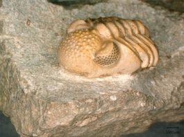 Descubren un ojo hipercompuesto de 390 millones de años en trilobites facopidos del Devónico Phacops geesops, un trilobite del Devónico. Los ojos del animal constan de 200 lentes individuales cada uno, que abarcan seis pequeñas facetas, que nuevamente forman un ojo cada una