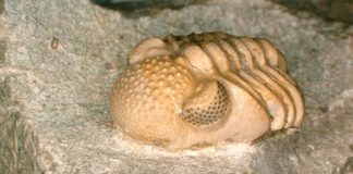 Descubren un ojo hipercompuesto de 390 millones de años en trilobites facopidos del Devónico Phacops geesops, un trilobite del Devónico. Los ojos del animal constan de 200 lentes individuales cada uno, que abarcan seis pequeñas facetas, que nuevamente forman un ojo cada una