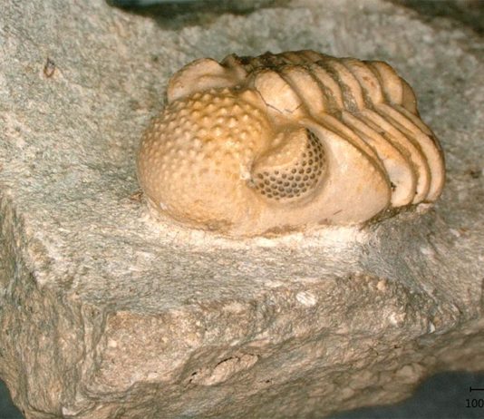 Descubren un ojo hipercompuesto de 390 millones de años en trilobites facopidos del Devónico Phacops geesops, un trilobite del Devónico. Los ojos del animal constan de 200 lentes individuales cada uno, que abarcan seis pequeñas facetas, que nuevamente forman un ojo cada una