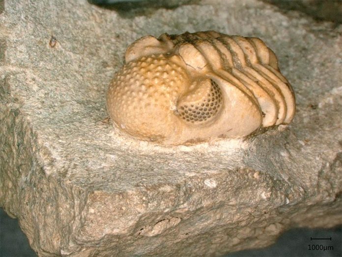 Phacops geesops, un trilobite del Devónico. Los ojos del animal constan de 200 lentes individuales cada uno, que abarcan seis pequeñas facetas, que nuevamente forman un ojo cada una Phacops geesops, un trilobite del Devónico. Los ojos del animal constan de 200 lentes individuales cada uno, que abarcan seis pequeñas facetas, que nuevamente forman un ojo cada una