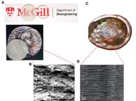 Tecnología: Vidrio irrompible inspirado en conchas de los moluscos Compuesto de vidrio