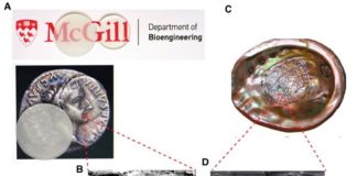 Tecnología: Vidrio irrompible inspirado en conchas de los moluscos Compuesto de vidrio