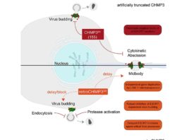 Gen de monos y ratones podría bloquear al VIH, al Ébola y a otros virus letales en humanos RetroCHMP3 bloquea la gemación de virus envueltos como el VIH y el Ébola sin bloquear la citocinesis