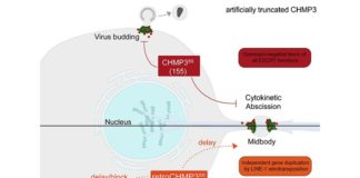 Gen de monos y ratones podría bloquear al VIH, al Ébola y a otros virus letales en humanos RetroCHMP3 bloquea la gemación de virus envueltos como el VIH y el Ébola sin bloquear la citocinesis