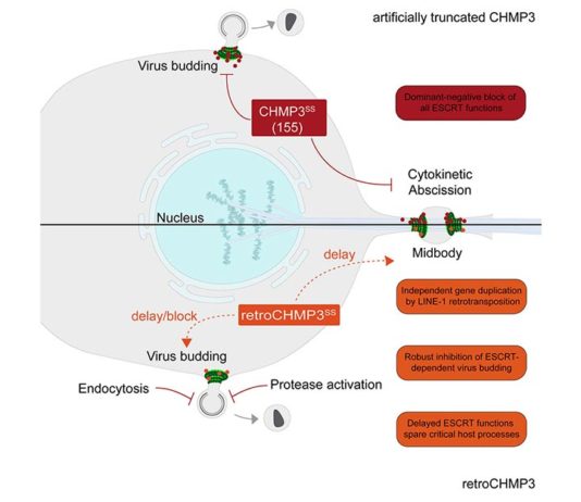 Gen de monos y ratones podría bloquear al VIH, al Ébola y a otros virus letales en humanos RetroCHMP3 bloquea la gemación de virus envueltos como el VIH y el Ébola sin bloquear la citocinesis
