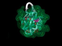 Superordenadores revelan cómo el cromosoma X se pliega y se desactiva Las partículas de ARN pululan un cromosoma X de un ratón en una nueva visualización de la inactivación del cromosoma X