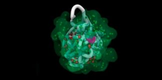 Superordenadores revelan cómo el cromosoma X se pliega y se desactiva Las partículas de ARN pululan un cromosoma X de un ratón en una nueva visualización de la inactivación del cromosoma X