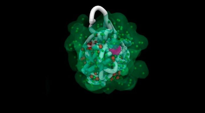 Las partículas de ARN pululan un cromosoma X de un ratón en una nueva visualización de la inactivación del cromosoma X Las partículas de ARN pululan un cromosoma X de un ratón en una nueva visualización de la inactivación del cromosoma X