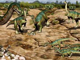 Los primeros dinosaurios pueden haber vivido en manadas sociales antes de lo que se creía Los primeros dinosaurios pueden haber vivido en manadas sociales antes de lo que se creía