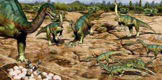 Los primeros dinosaurios pueden haber vivido en manadas sociales antes de lo que se creía Los primeros dinosaurios pueden haber vivido en manadas sociales antes de lo que se creía