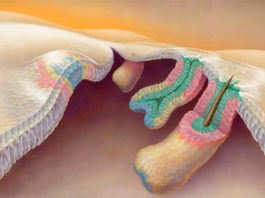 Calvicie: Determinan el origen de las células madre de los folículos pilosos en ratones Los folículos pilosos crecen hacia afuera, como una antena telescópica (las posibles células madre se muestran en rosa)