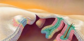 Calvicie: Determinan el origen de las células madre de los folículos pilosos en ratones Los folículos pilosos crecen hacia afuera, como una antena telescópica (las posibles células madre se muestran en rosa)