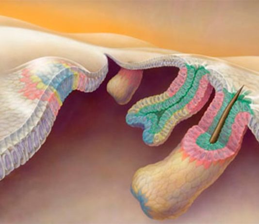 Calvicie: Determinan el origen de las células madre de los folículos pilosos en ratones Los folículos pilosos crecen hacia afuera, como una antena telescópica (las posibles células madre se muestran en rosa)