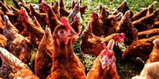 El hombre que nunca sacrificaba las gallinas viejas, de Darío Vilas: Violencia, mugre, soledad y locura Gallinas