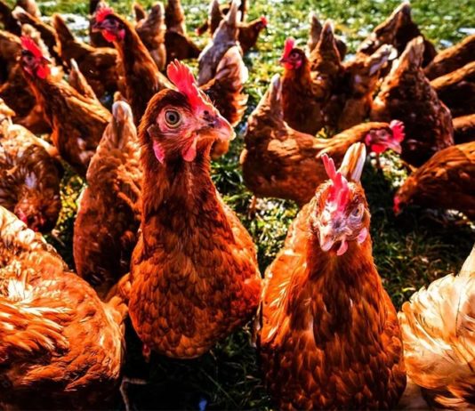 El hombre que nunca sacrificaba las gallinas viejas, de Darío Vilas: Violencia, mugre, soledad y locura Gallinas
